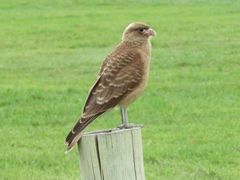 Daptrius chimango