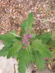 Chenopodium formosanum
