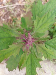 Chenopodium formosanum