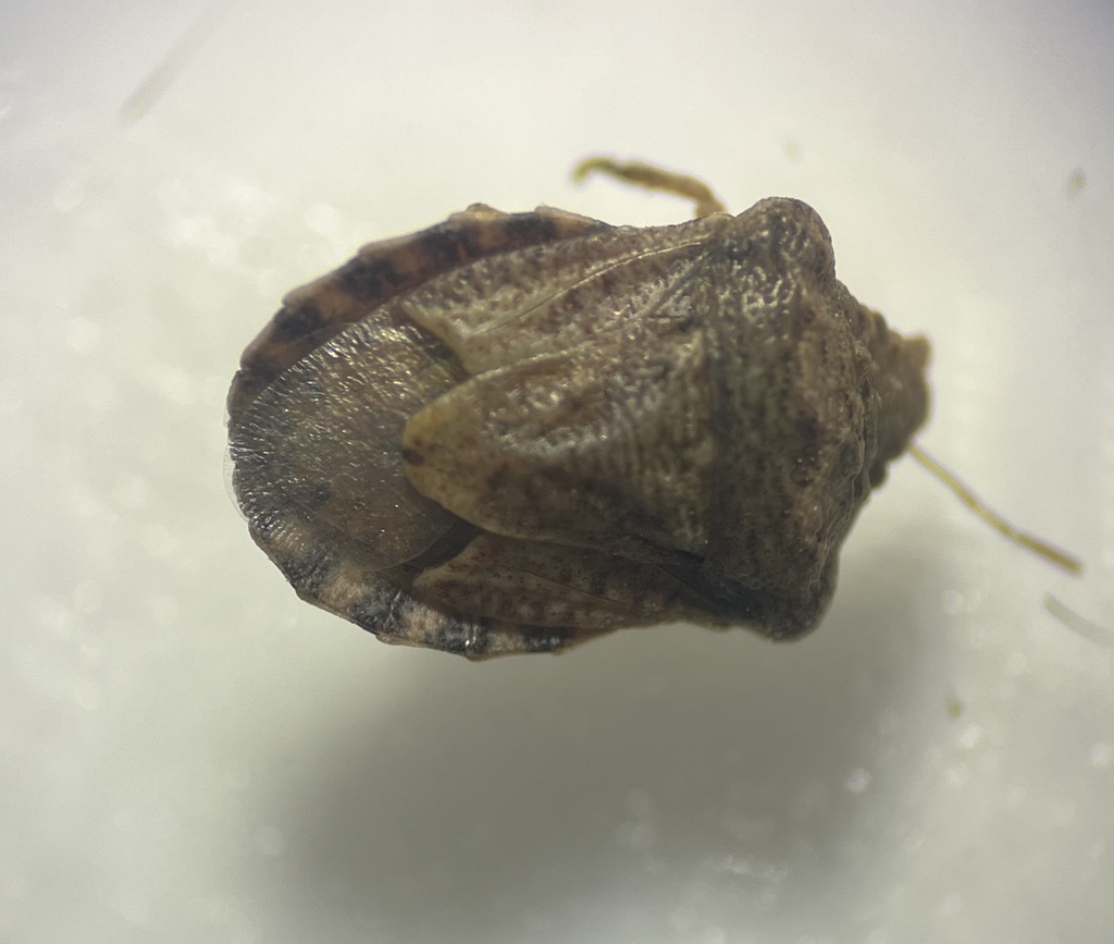 Putonia torrida