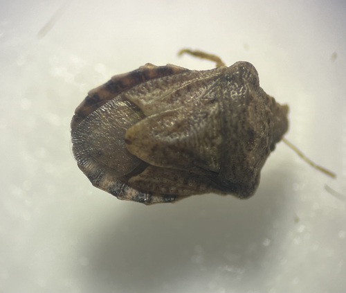 Putonia torrida