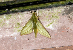 Xylophanes vagliai