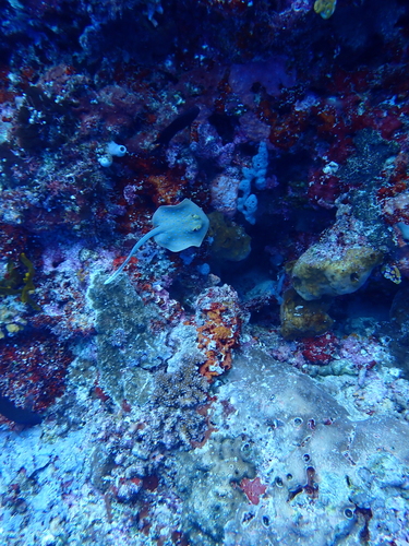 Taeniura lymma