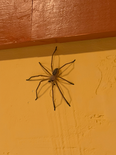 iNaturalist observation photo of Giant Crab Spider