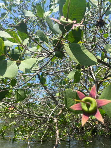 Apple Mangrove