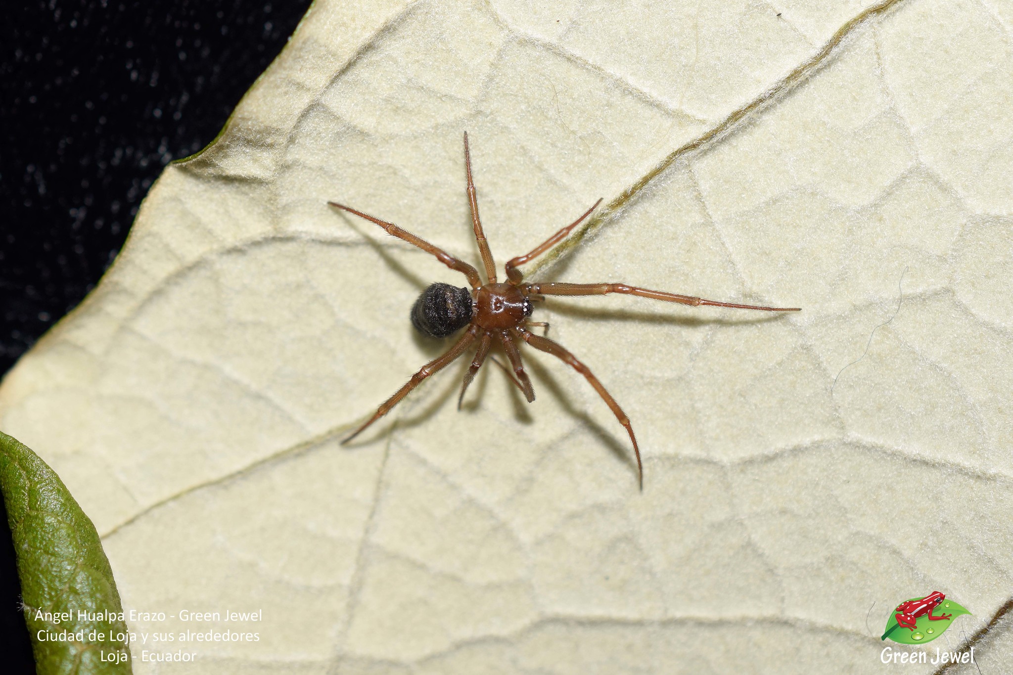 Steatoda image