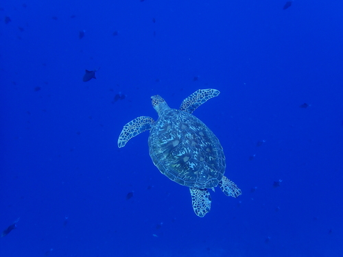 Chelonia mydas
