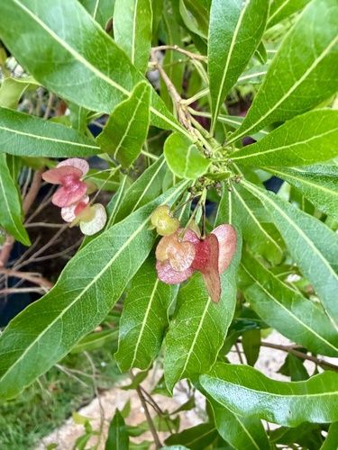 Dodonaea viscosa observed 2026-05-09