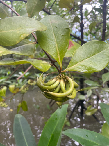 river mangrove