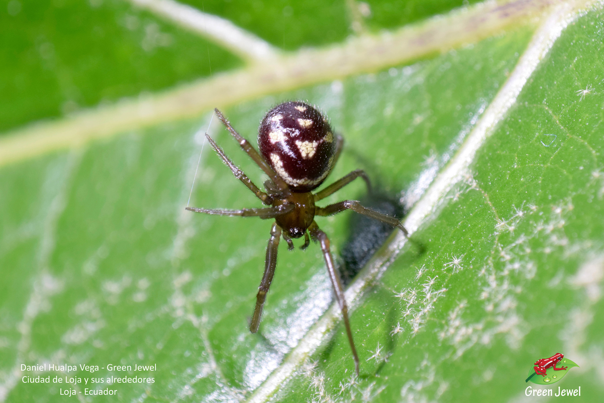 Steatoda grossa image