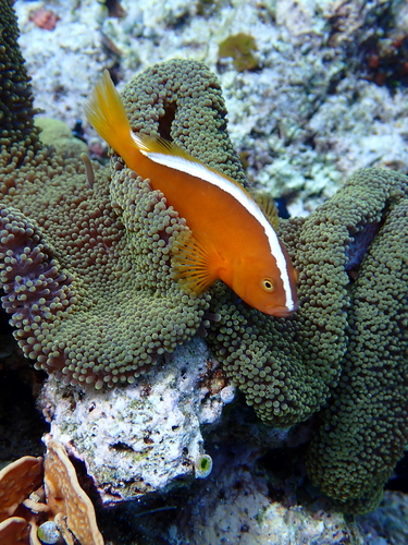 Amphiprion sandaracinos