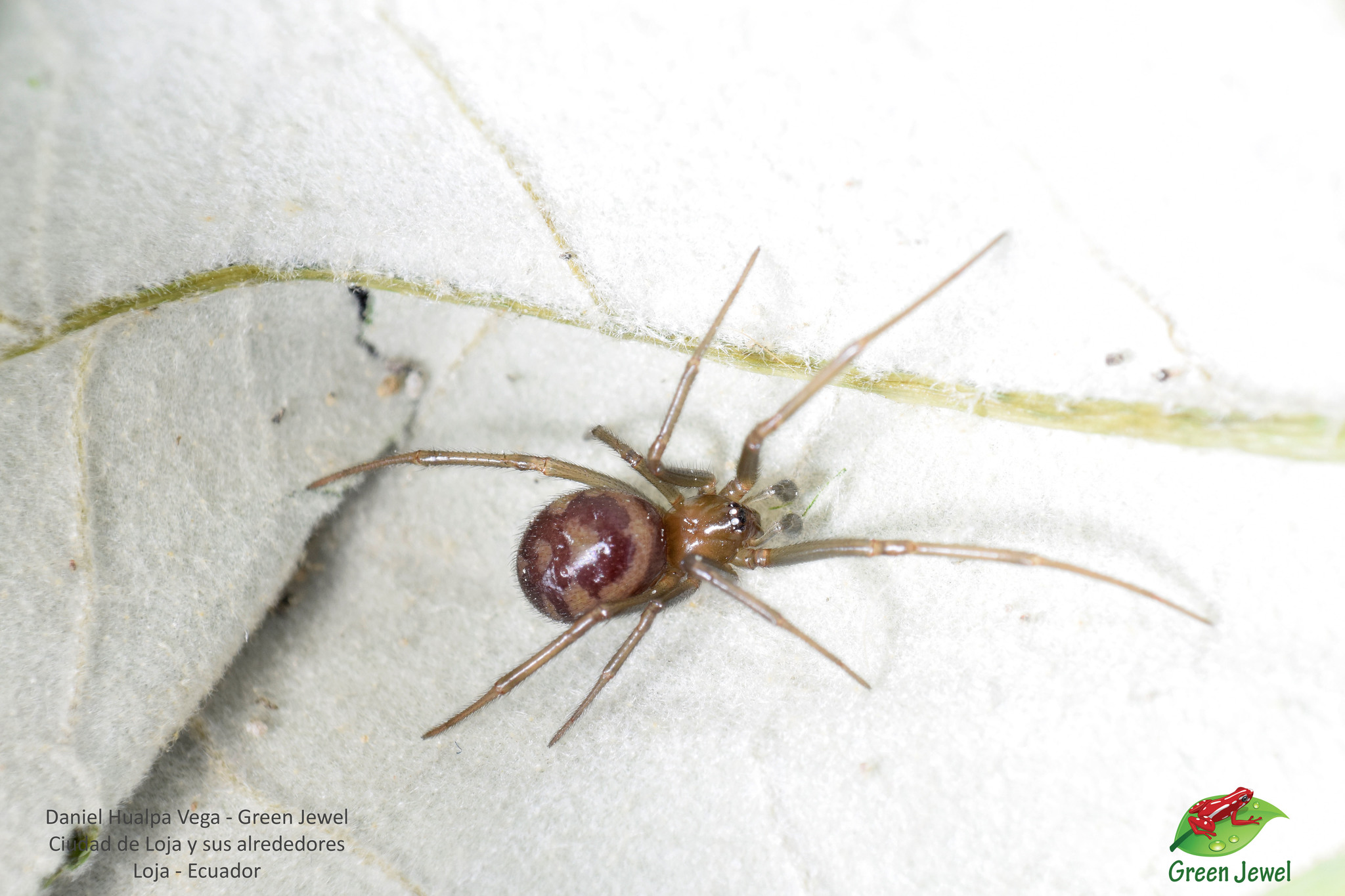 Steatoda image
