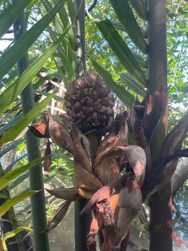 Mangrove Palm
