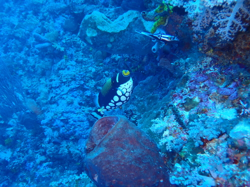 Balistoides conspicillum