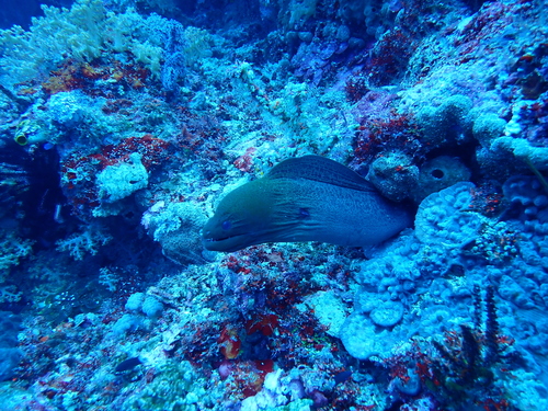 Gymnothorax javanicus
