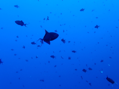 Odonus niger