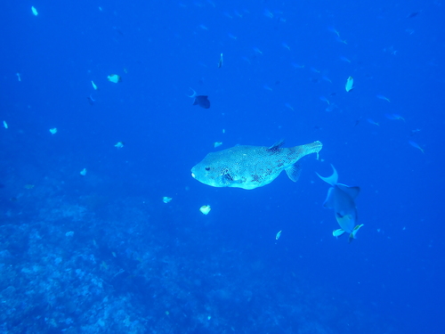 Arothron caeruleopunctatus