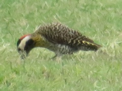 Colaptes melanochloros
