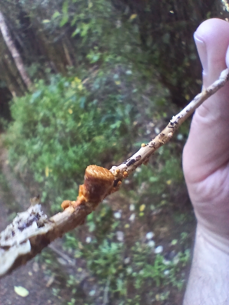 Crucibulum simile · May 2026 · photo: © mphnz (iNaturalist, cc0)