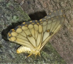 Pseudaphelia apollinaris