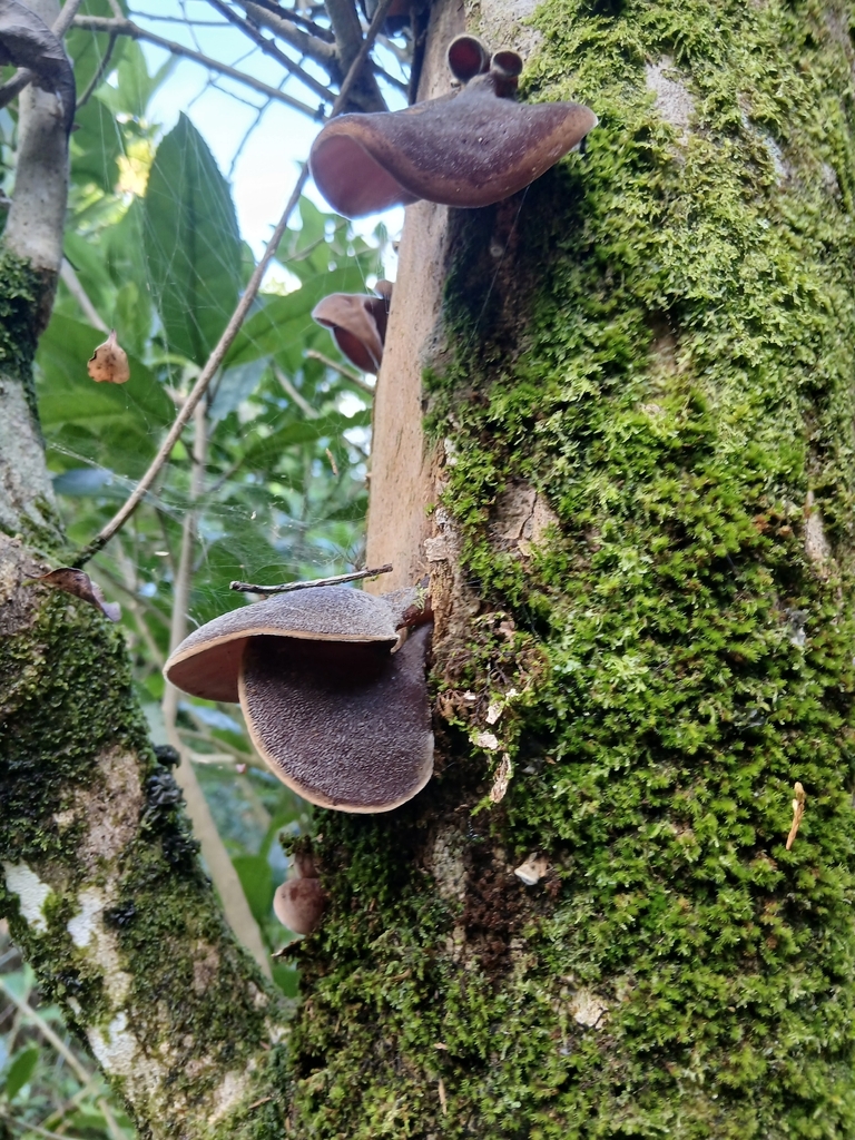 Auricularia cornea · May 2026 · photo: © mphnz (iNaturalist, cc0)