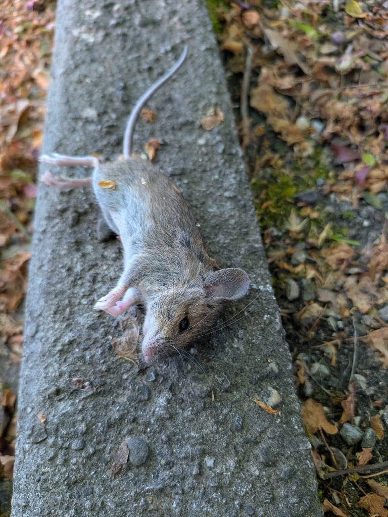 European Wood Mouse from Scheidplatz, 80804 München, Germany on May 10 ...
