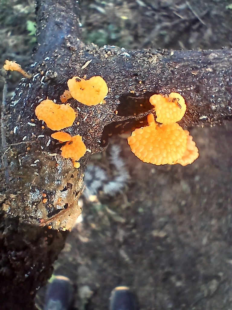 Favolaschia claudopus · May 2026 · photo: © mphnz (iNaturalist, cc0)