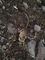 Dipodomys ornatus