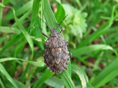 Brochymena chelonoides