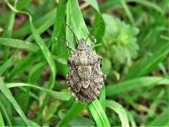 Brochymena chelonoides