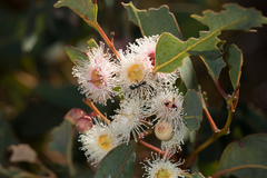 Eucalyptus cosmophylla