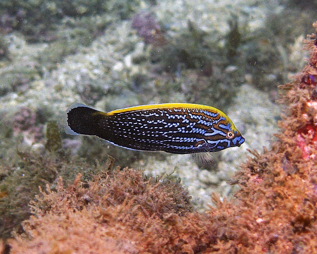Blue and Yellow Wrasse photo 7