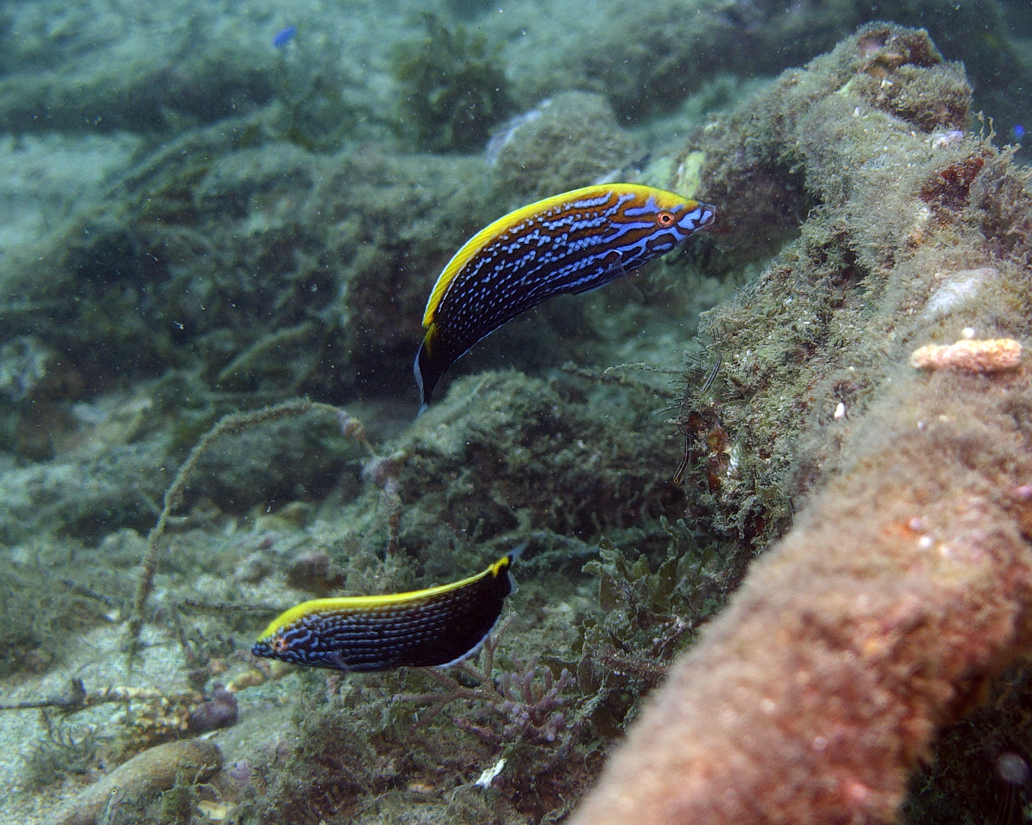 Blue and Yellow Wrasse photo 8
