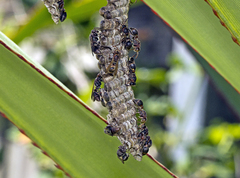 Ropalidia revolutionalis