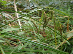Carex coriacea