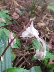Calanthe arisanensis