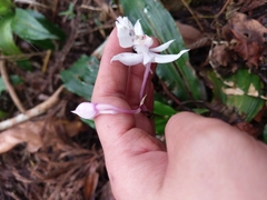 Calanthe arisanensis