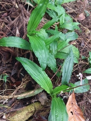 Calanthe arisanensis