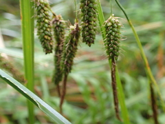 Carex coriacea