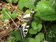 Papilio machaon hippocrates