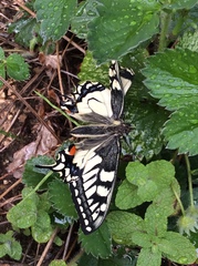 Papilio machaon hippocrates