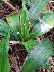 Calanthe arisanensis