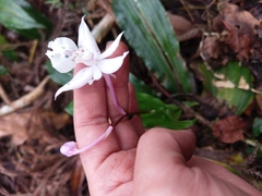 Calanthe arisanensis