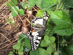 Papilio machaon hippocrates