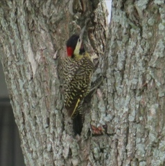 Colaptes melanochloros