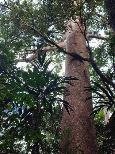 Agathis lanceolata, photograph 5