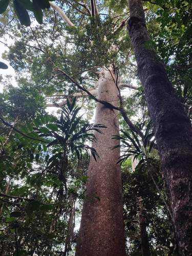 Agathis lanceolata, photograph 6
