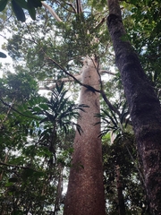 Agathis lanceolata, photograph author not stated, no rights reserved