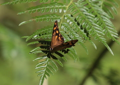 Heteronympha banksii