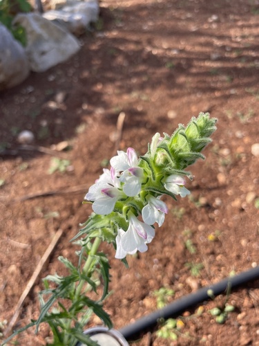 Mediterranean lineseed